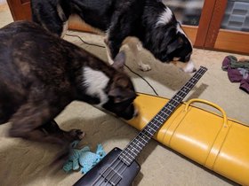 2024-06-23 Louie and Manny meet my Steinberger.jpg